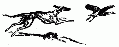 Встречи с животными - img_91.png