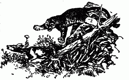 Встречи с животными - img_123.png