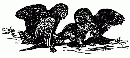 Встречи с животными - img_138.png