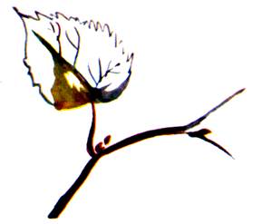 Байкала-озера сказки Том II  разд.1 - i_091.png