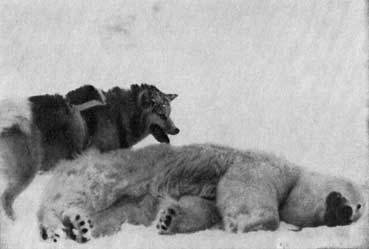 Пешком через Ледовитый океан - _29.jpg