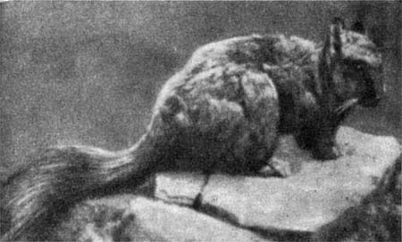 Трагедия диких животных - pic_29.jpg