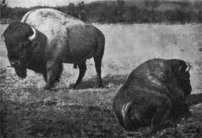 Трагедия диких животных - pic_30.jpg