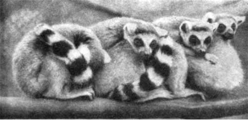 Трагедия диких животных - pic_34.jpg