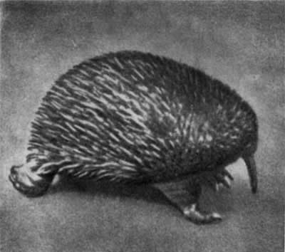 Трагедия диких животных - pic_36.jpg