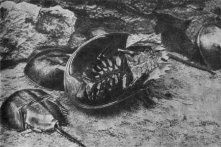 Трагедия диких животных - pic_39.jpg