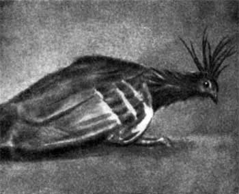 Трагедия диких животных - pic_40.jpg