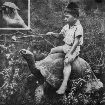 Трагедия диких животных - pic_43.jpg