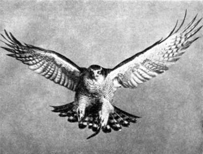 Трагедия диких животных - pic_44.jpg