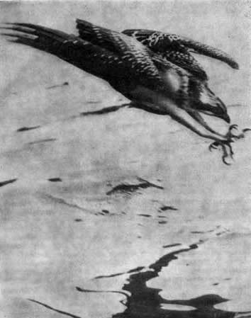 Трагедия диких животных - pic_45.jpg