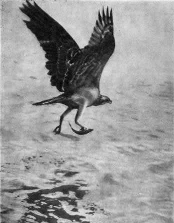 Трагедия диких животных - pic_46.jpg