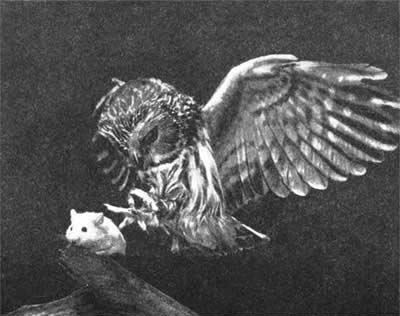 Трагедия диких животных - pic_47.jpg