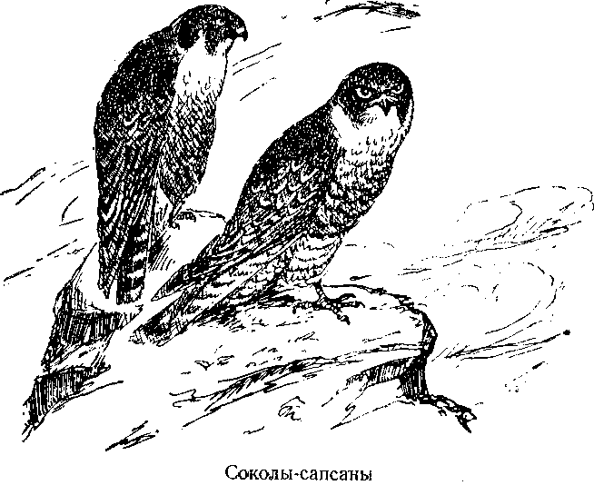 Следопыты Ильменских гор - img_11.png