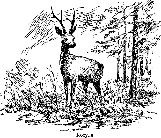 Следопыты Ильменских гор - img_7.png