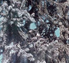 Тропинки в загадочный мир [с иллюстрациями] - pic_10.jpg