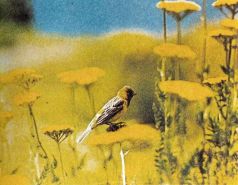 Тропинки в загадочный мир [с иллюстрациями] - pic_15.jpg