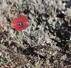 Тропинки в загадочный мир [с иллюстрациями] - pic_18.jpg