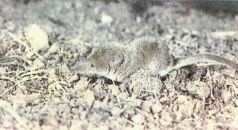 Тропинки в загадочный мир [с иллюстрациями] - pic_25.jpg