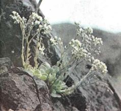 Тропинки в загадочный мир [с иллюстрациями] - pic_27.jpg