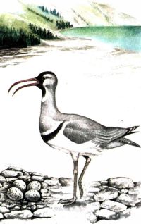 Тропинки в загадочный мир [с иллюстрациями] - pic_65.jpg