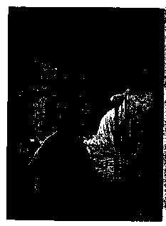 Том 19. Белые пелеринки - pic_26.png