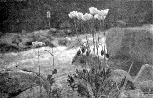 По Восточному Алтаю - img_3.jpeg