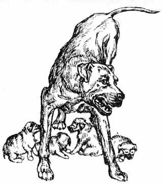 Собачьи истории - doc2fb_image_02000005.jpg