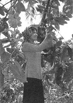 Индокитай: Пепел четырех войн (1939-1979 гг.) - _29.jpg