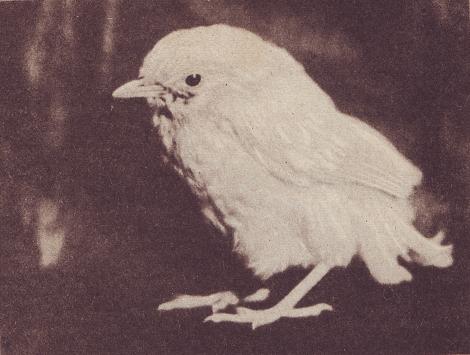 Чудесный мир - i_022.jpg