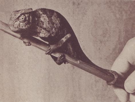 Чудесный мир - i_039.jpg