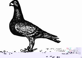 Птица-Радость. Рассказы о голубиной охоте. - i0d741cf059