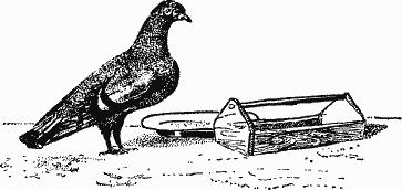 Птица-Радость. Рассказы о голубиной охоте. - i57961b3da4