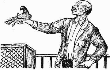 Птица-Радость. Рассказы о голубиной охоте. - i6d9dcc4525