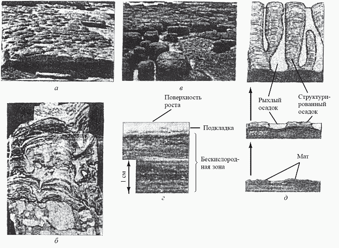 Удивительная палеонтология. История земли и жизни на ней - i_024.png