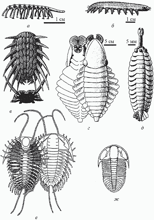 Удивительная палеонтология. История земли и жизни на ней - i_031.png
