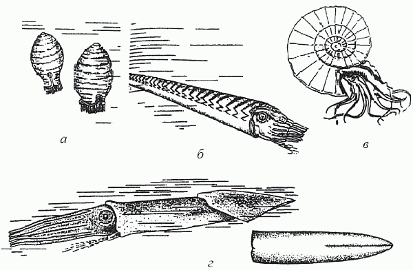 Удивительная палеонтология. История земли и жизни на ней - i_034.png