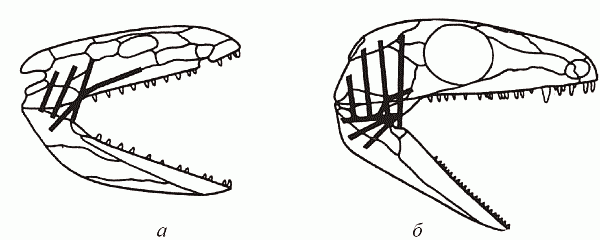 Удивительная палеонтология. История земли и жизни на ней - i_045.png