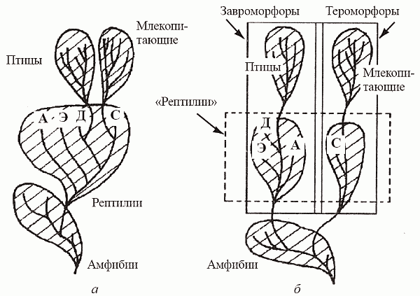Удивительная палеонтология. История земли и жизни на ней - i_047.png