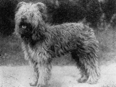 Справочная книга по собаководству - i_016.jpg