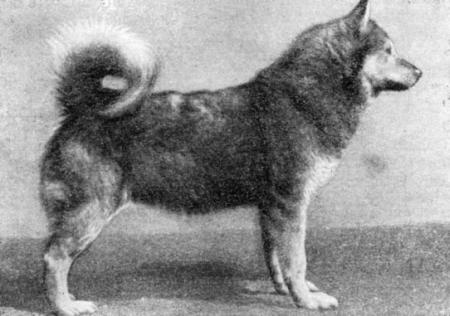 Справочная книга по собаководству - i_018.jpg