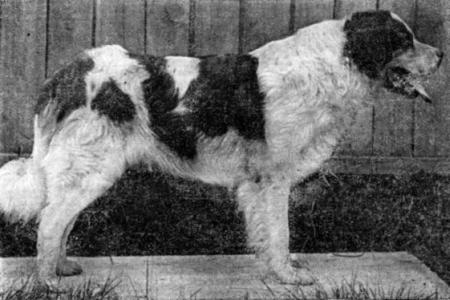 Справочная книга по собаководству - i_028.jpg