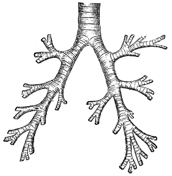 Служебная собака. Руководство по подготовке специалистов служебного собаководства - i_050.png