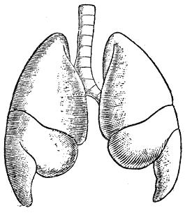 Служебная собака. Руководство по подготовке специалистов служебного собаководства - i_051.png