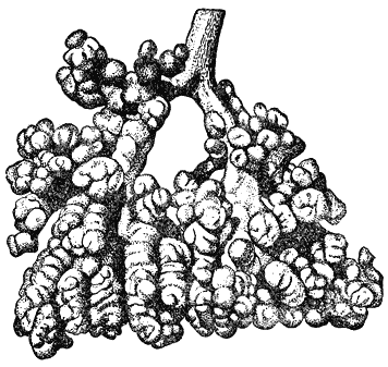 Служебная собака. Руководство по подготовке специалистов служебного собаководства - i_052.png