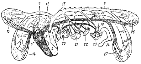 Служебная собака. Руководство по подготовке специалистов служебного собаководства - i_054.png