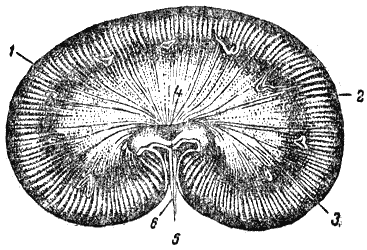 Служебная собака. Руководство по подготовке специалистов служебного собаководства - i_059.png
