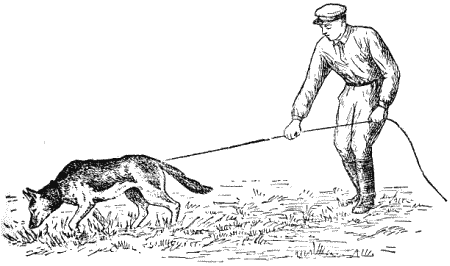 Служебная собака. Руководство по подготовке специалистов служебного собаководства - i_161.png