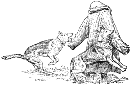 Служебная собака. Руководство по подготовке специалистов служебного собаководства - i_174.png