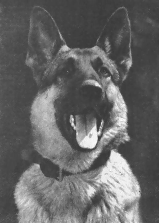 Питомцы зоопарка - i_008.jpg