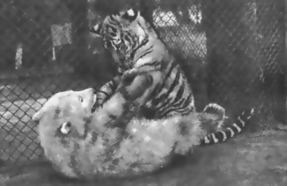 Питомцы зоопарка - i_011.jpg